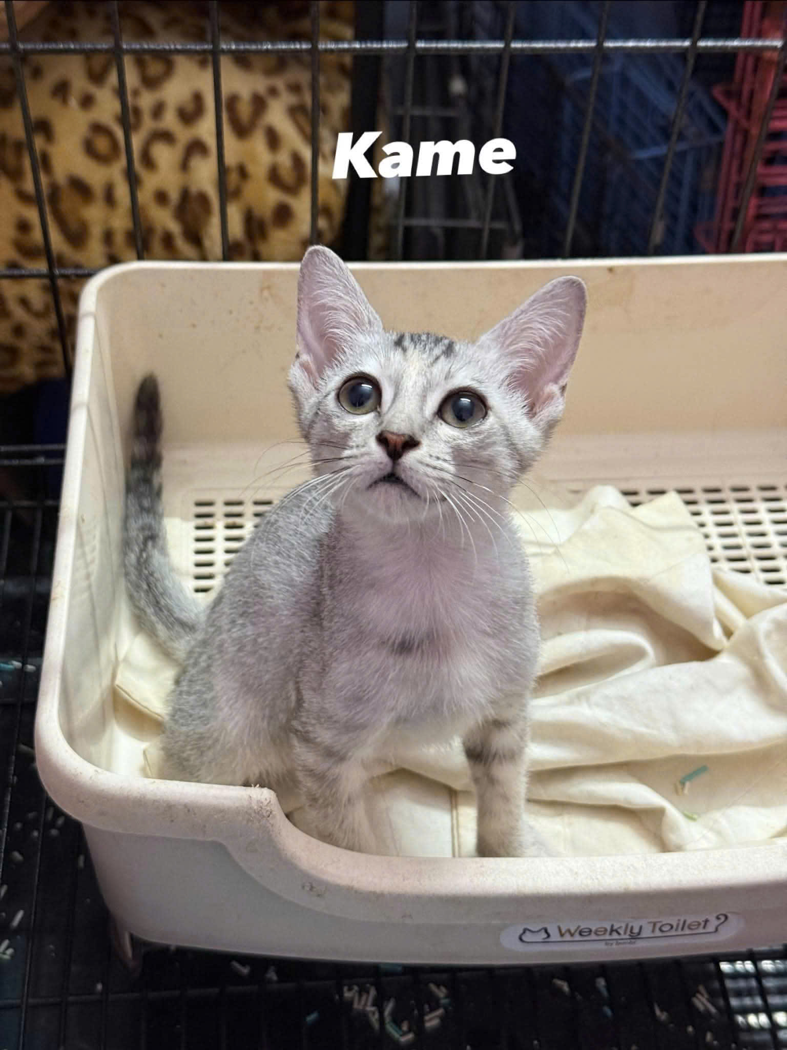 Kame