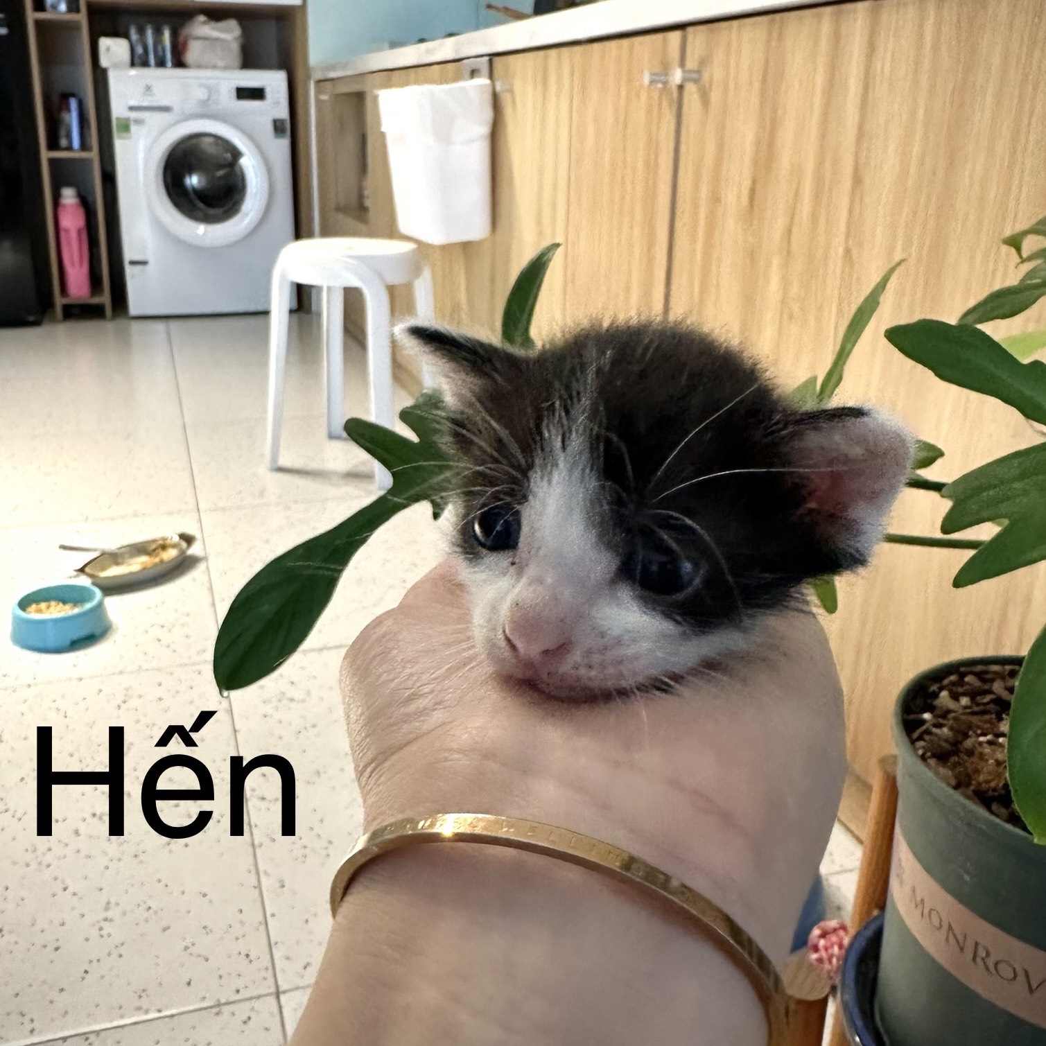 Hến