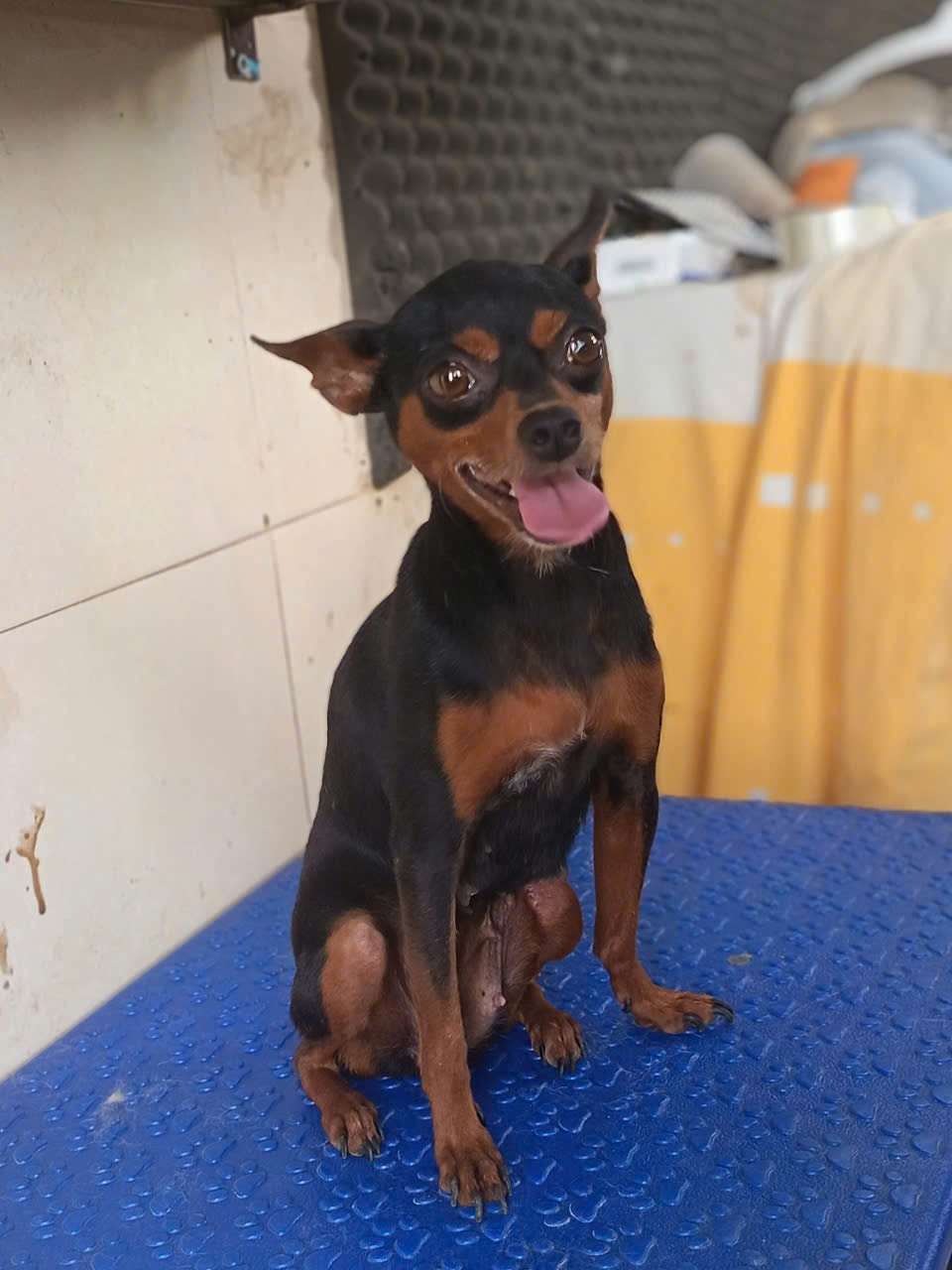 Bối Bối