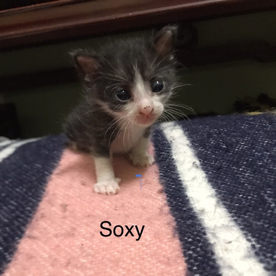 Soxy