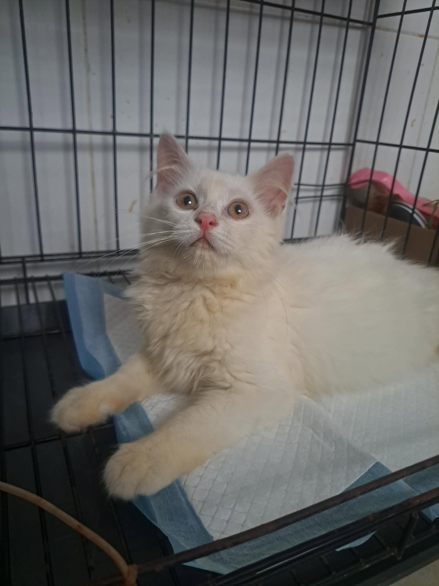 Gạo