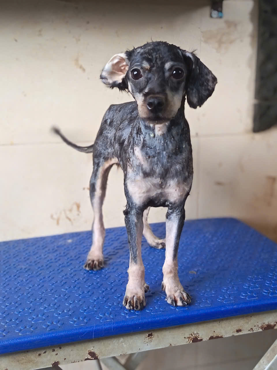Vừng