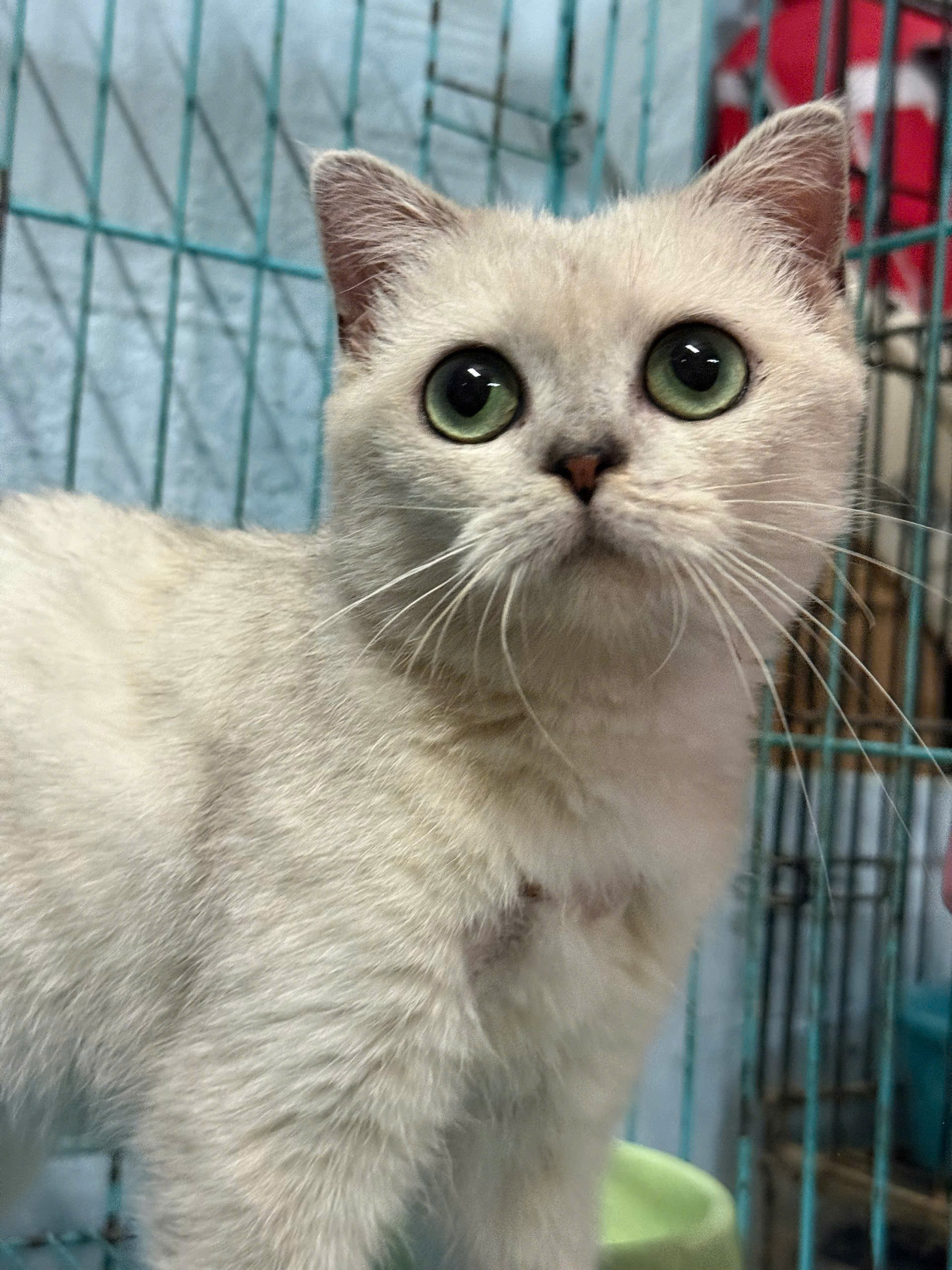 Yuki