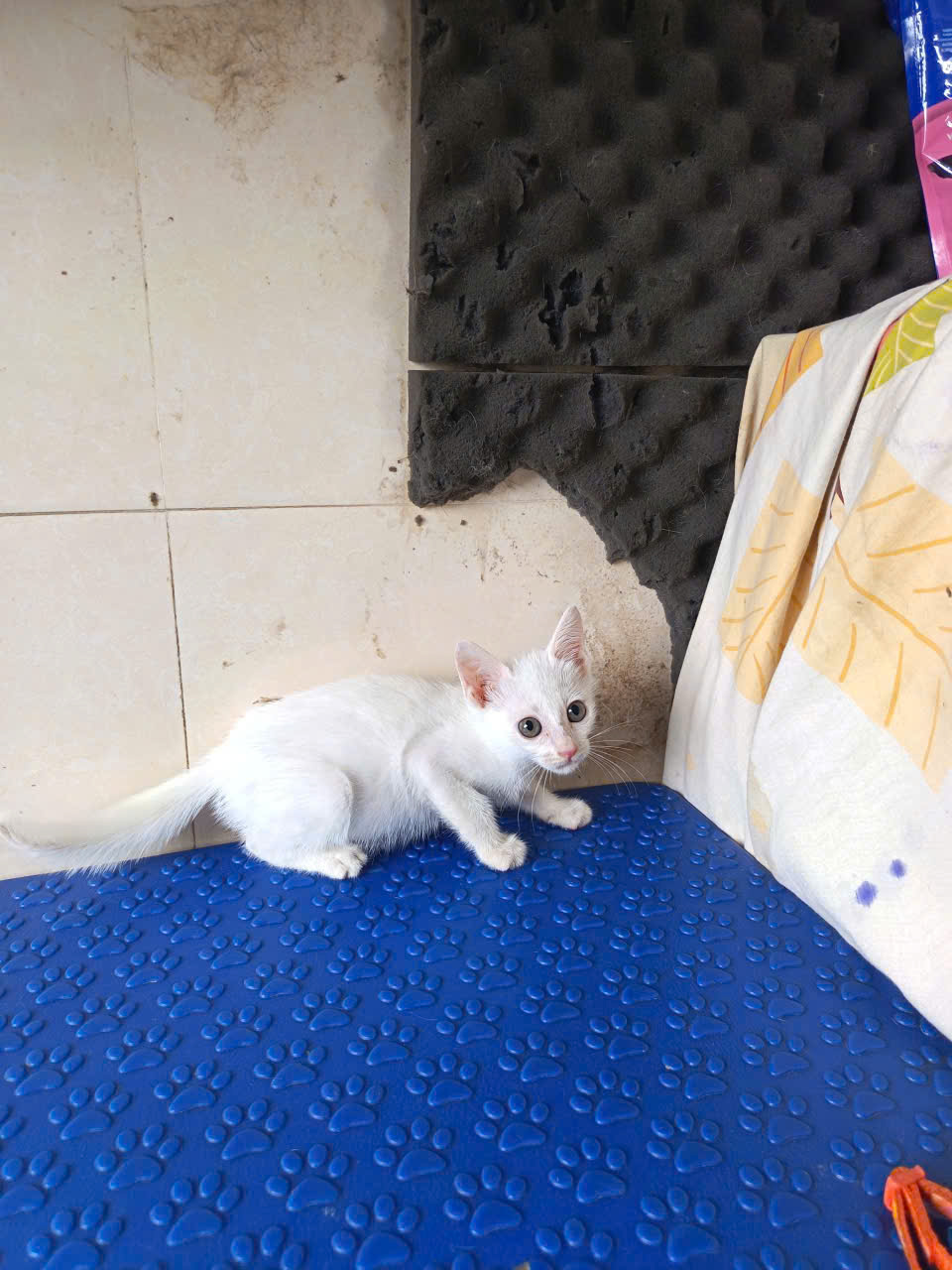 Hạt Sen