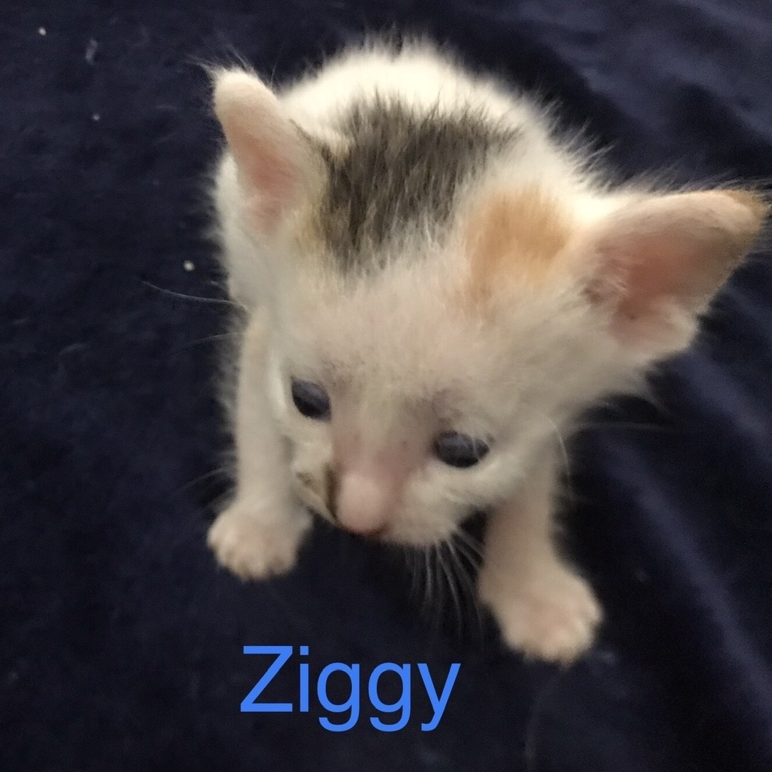 Ziggy