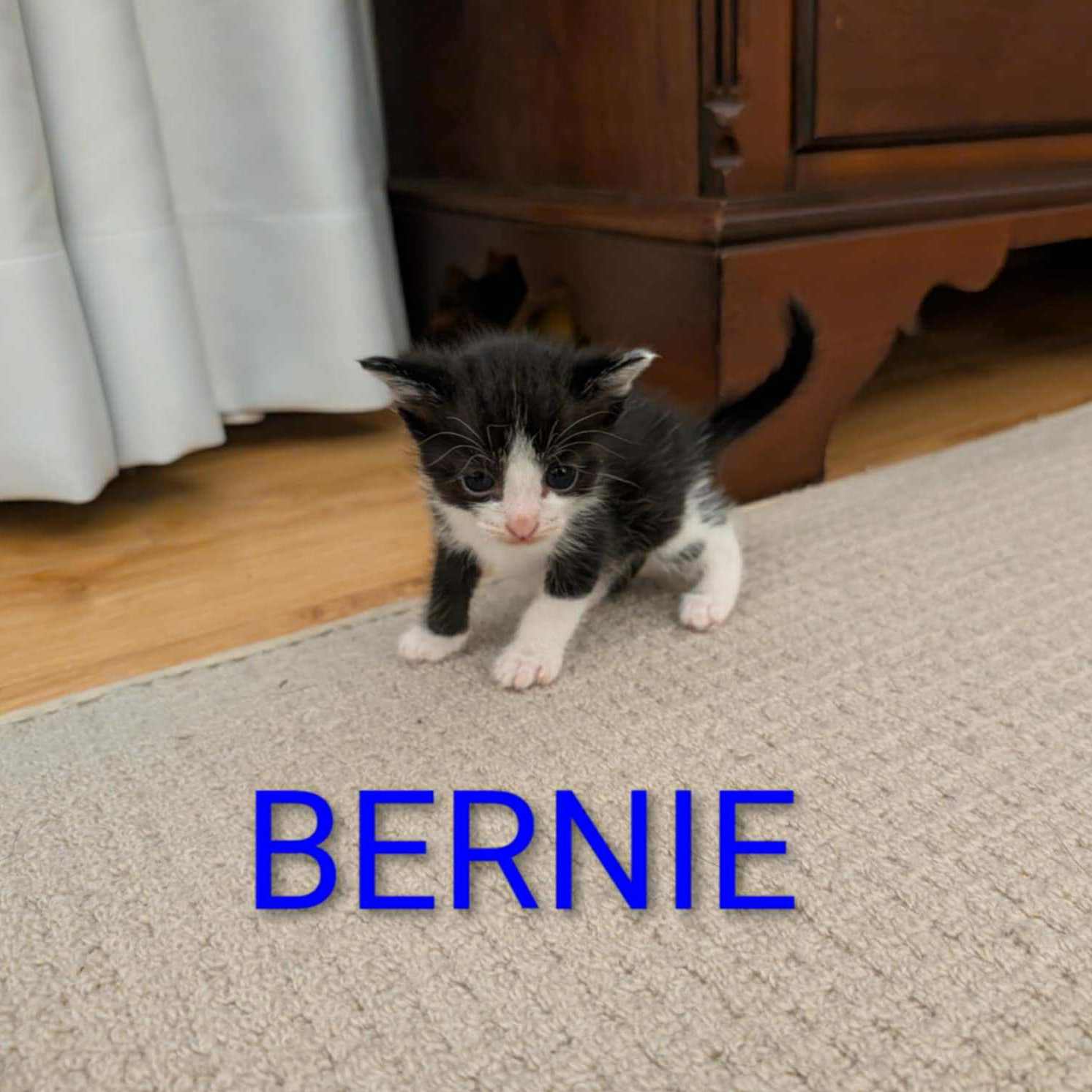 Bernie