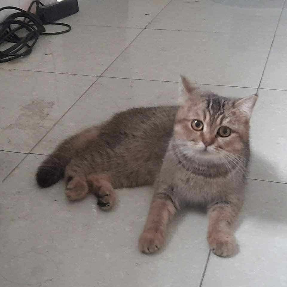 Bơ