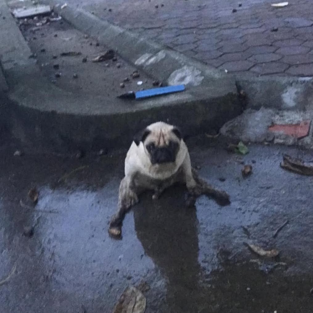 Bư