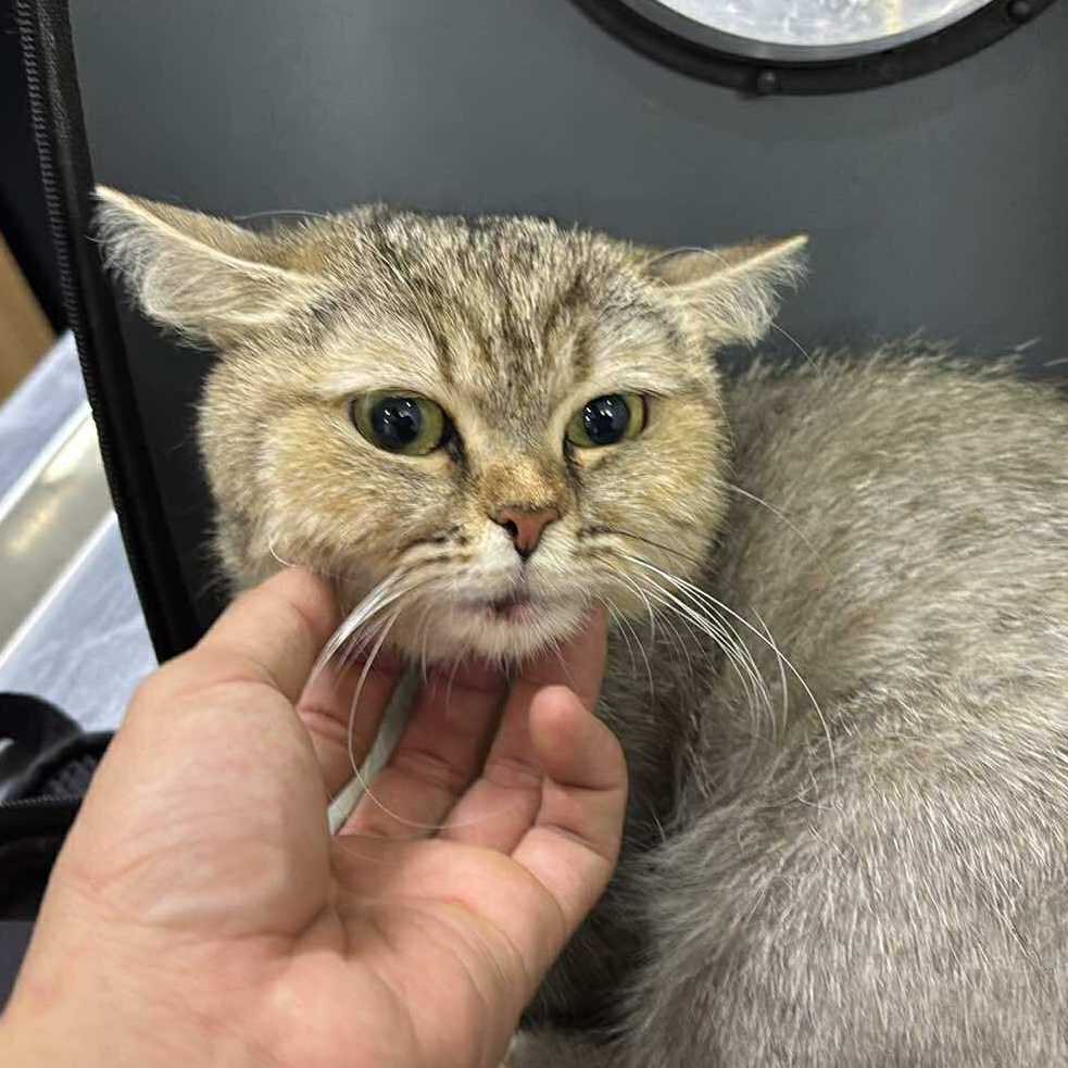 Tora 