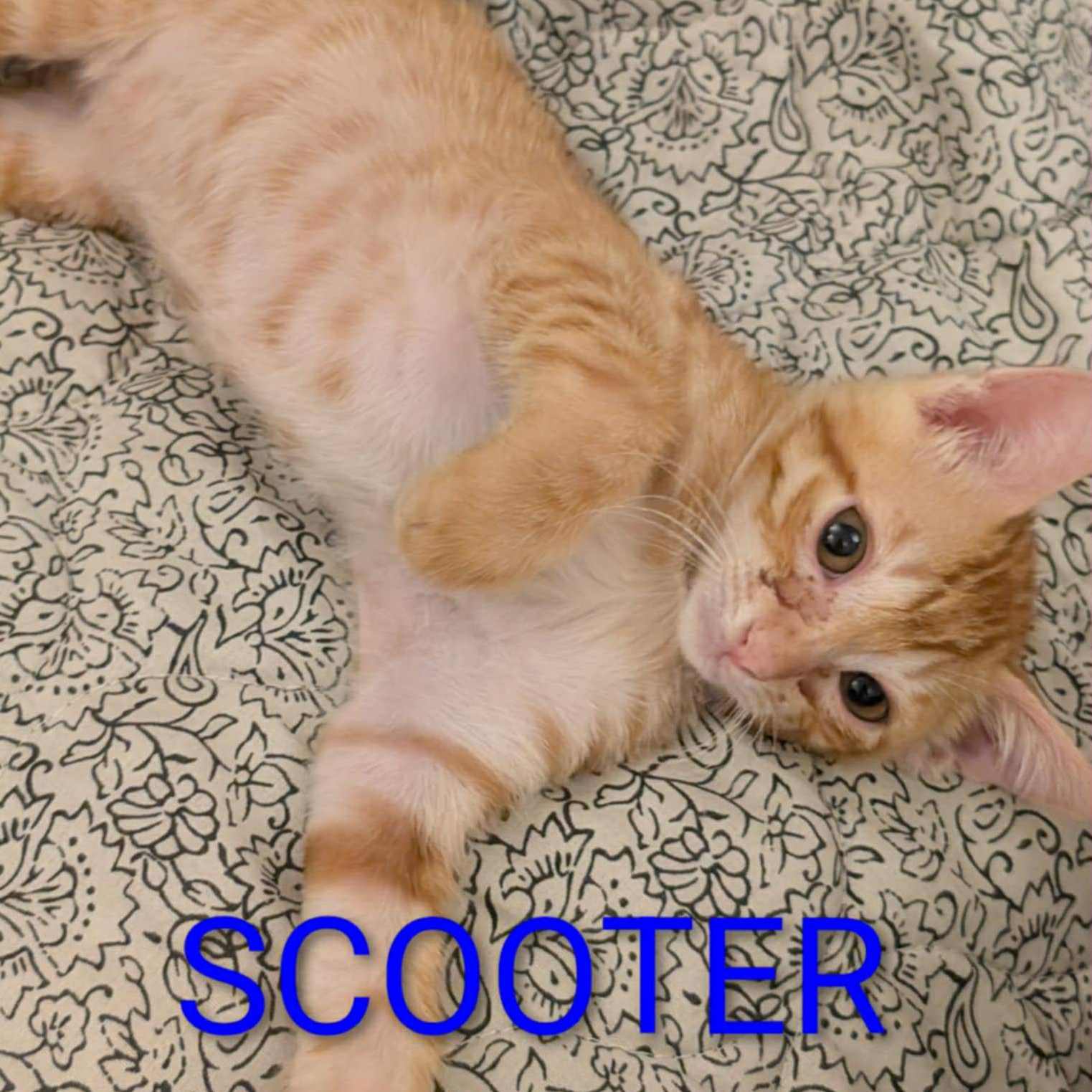 Scooter