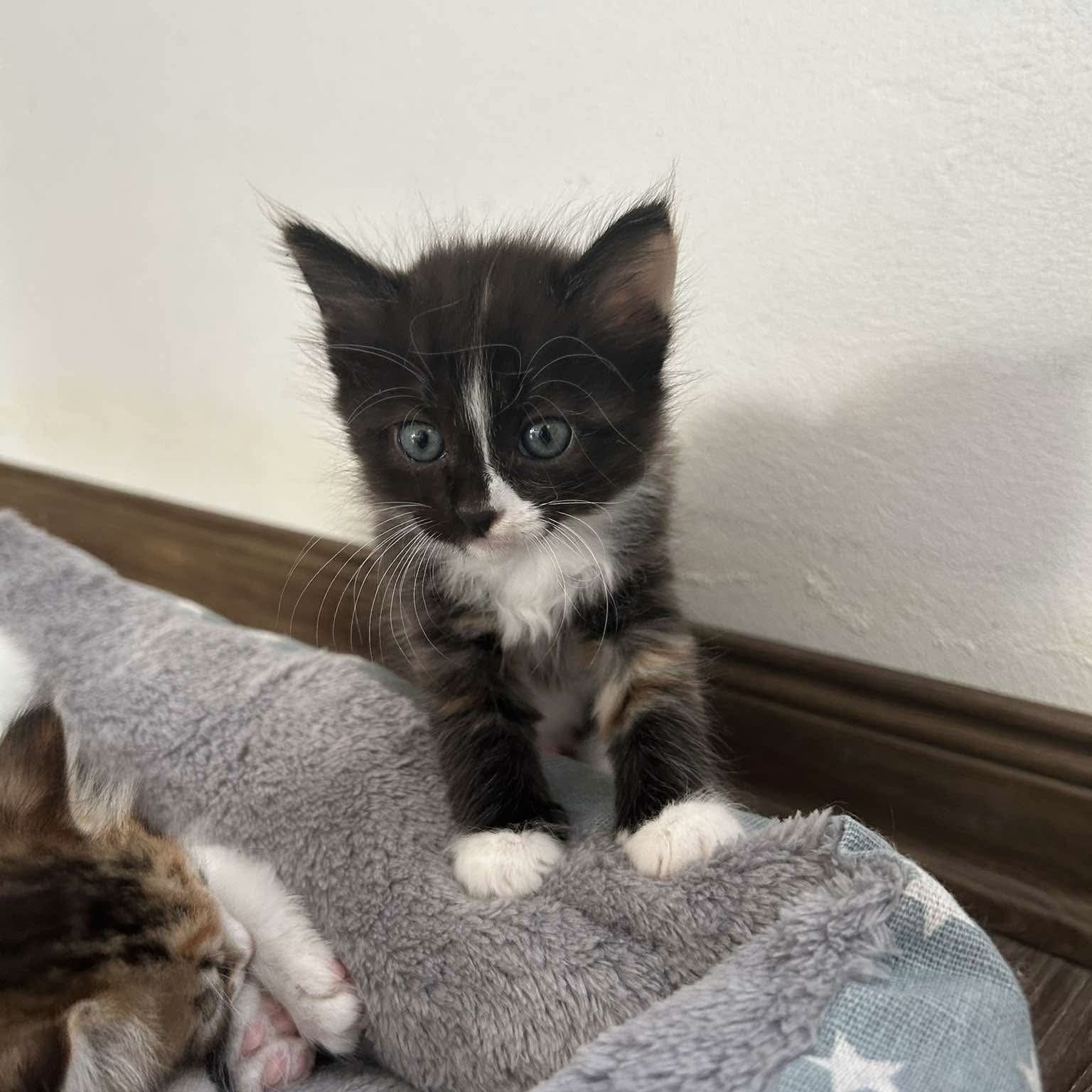 Milo