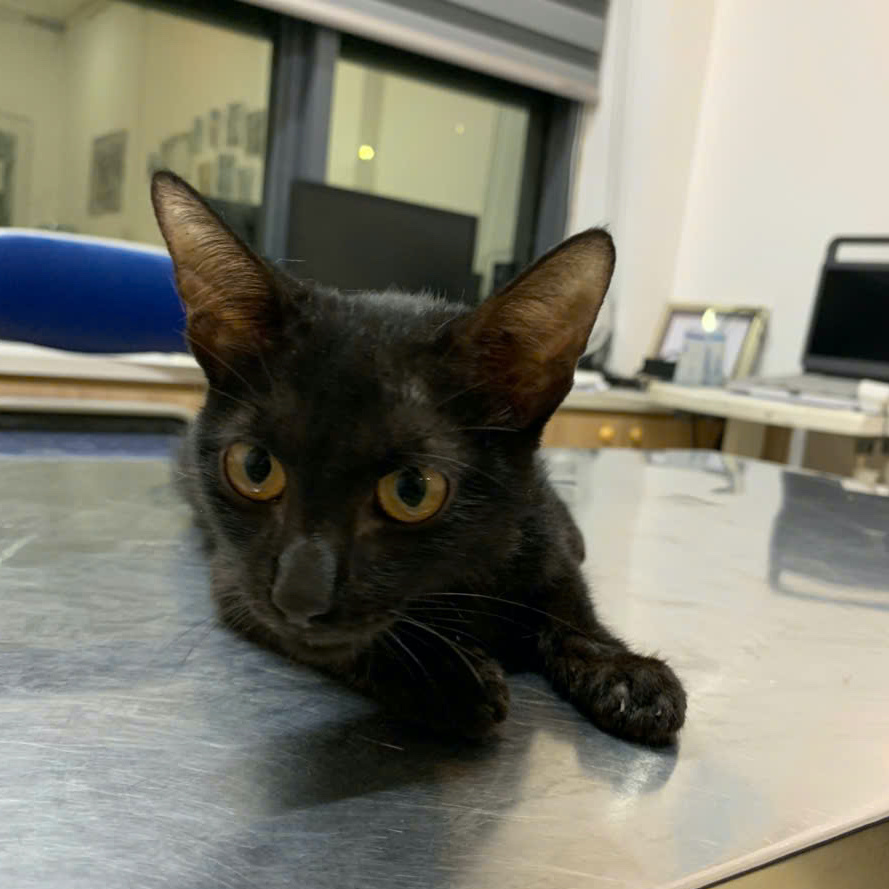 Luna