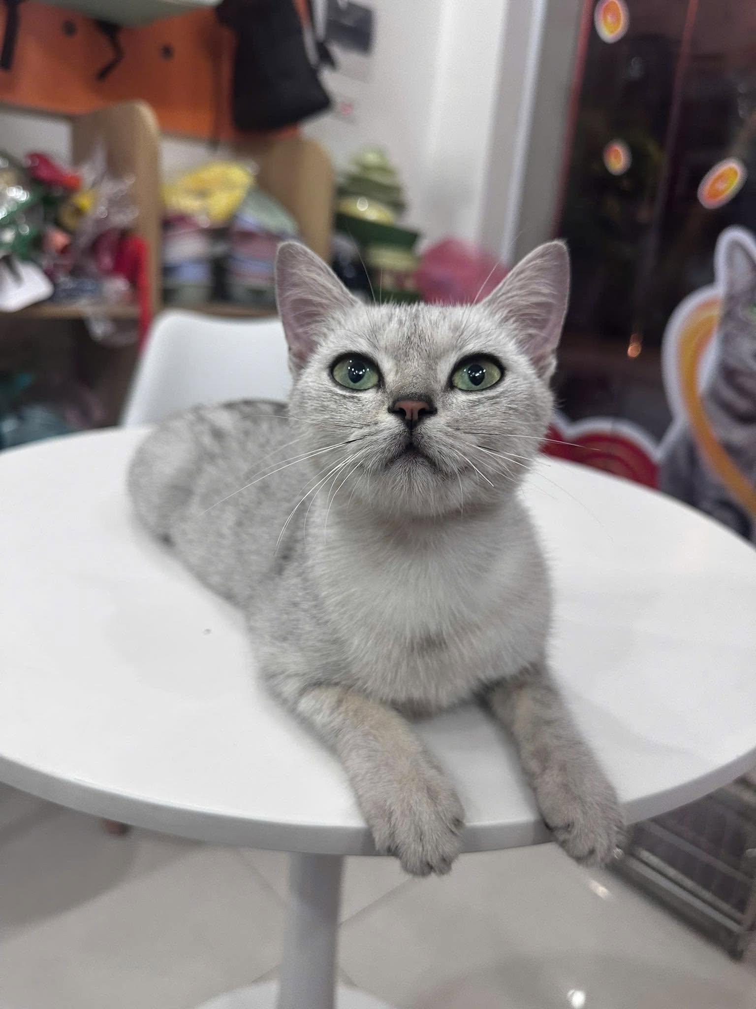 Risa 