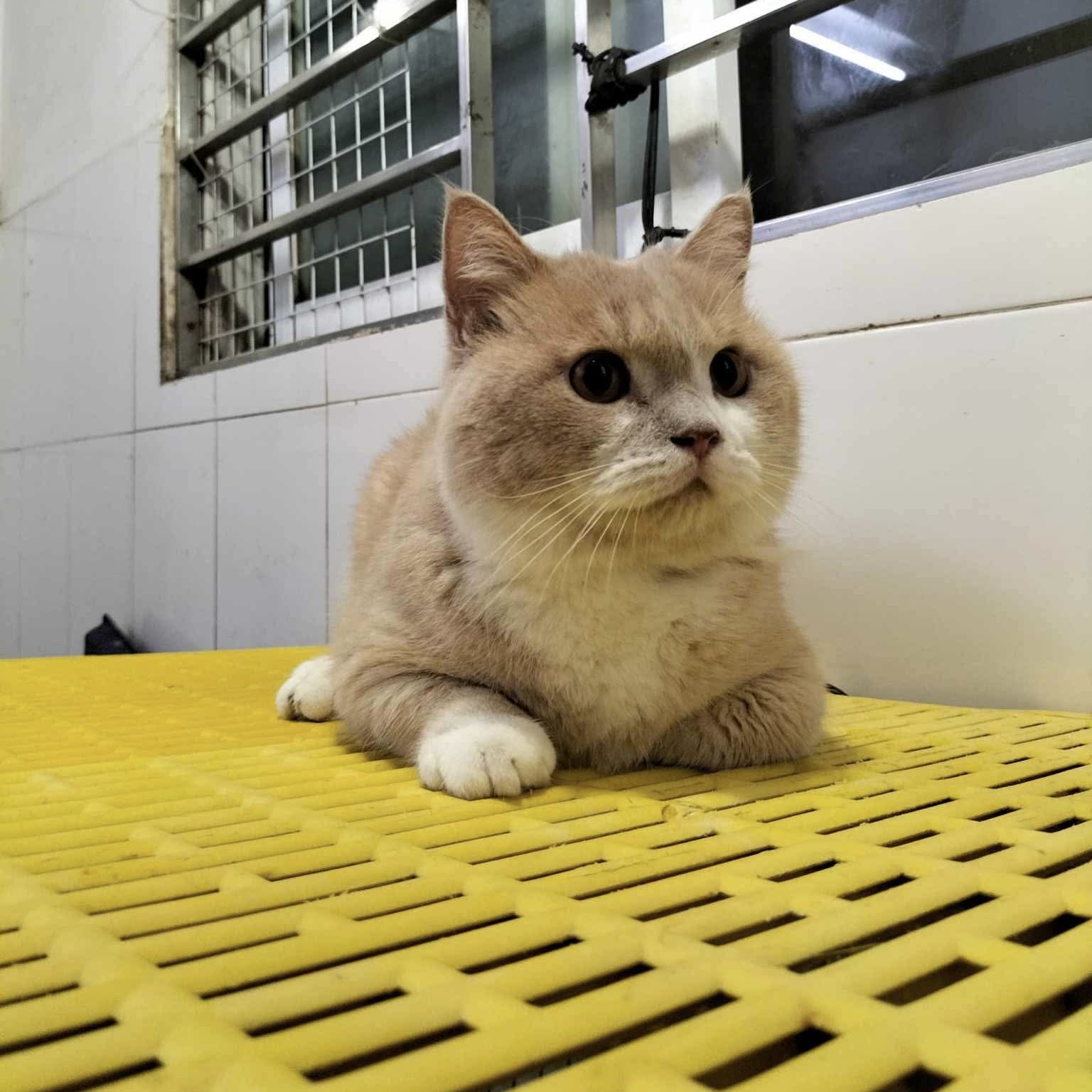 Ong