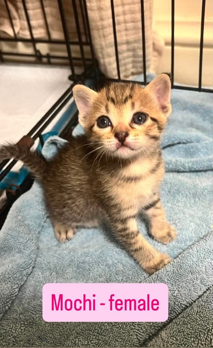 Mochi