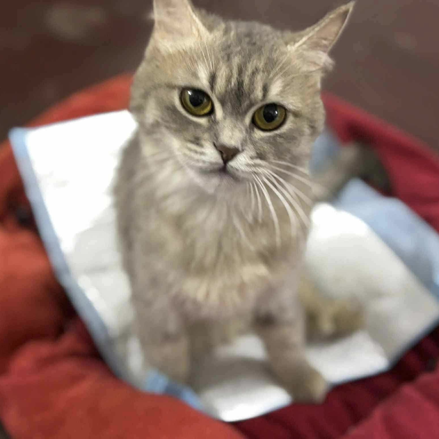 Mimi