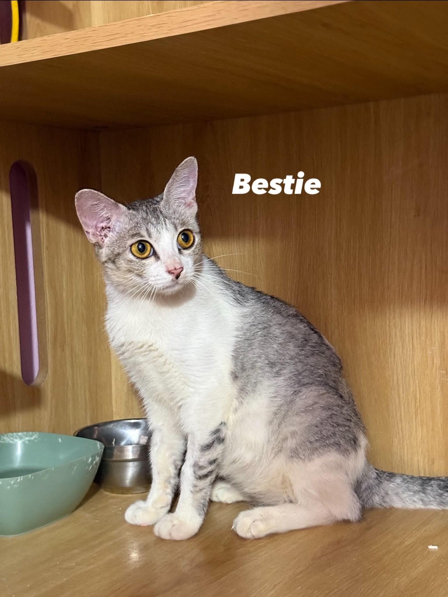 Bestie 