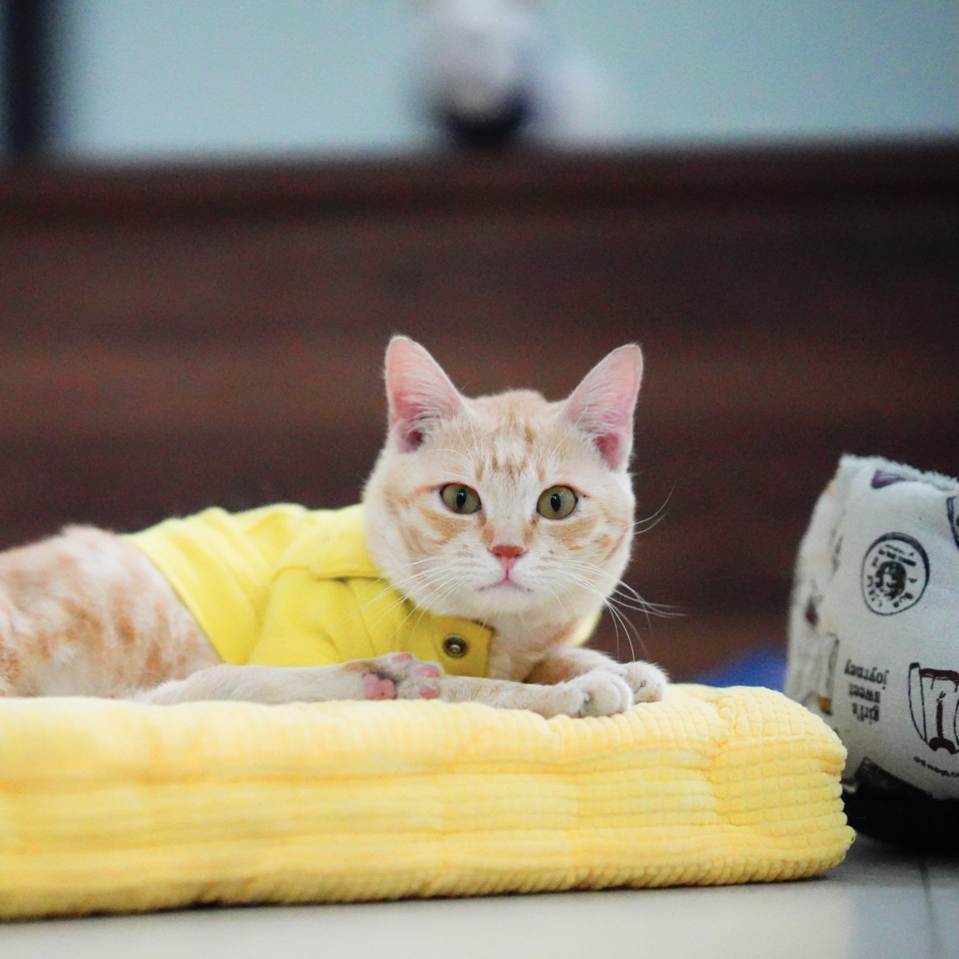 stella