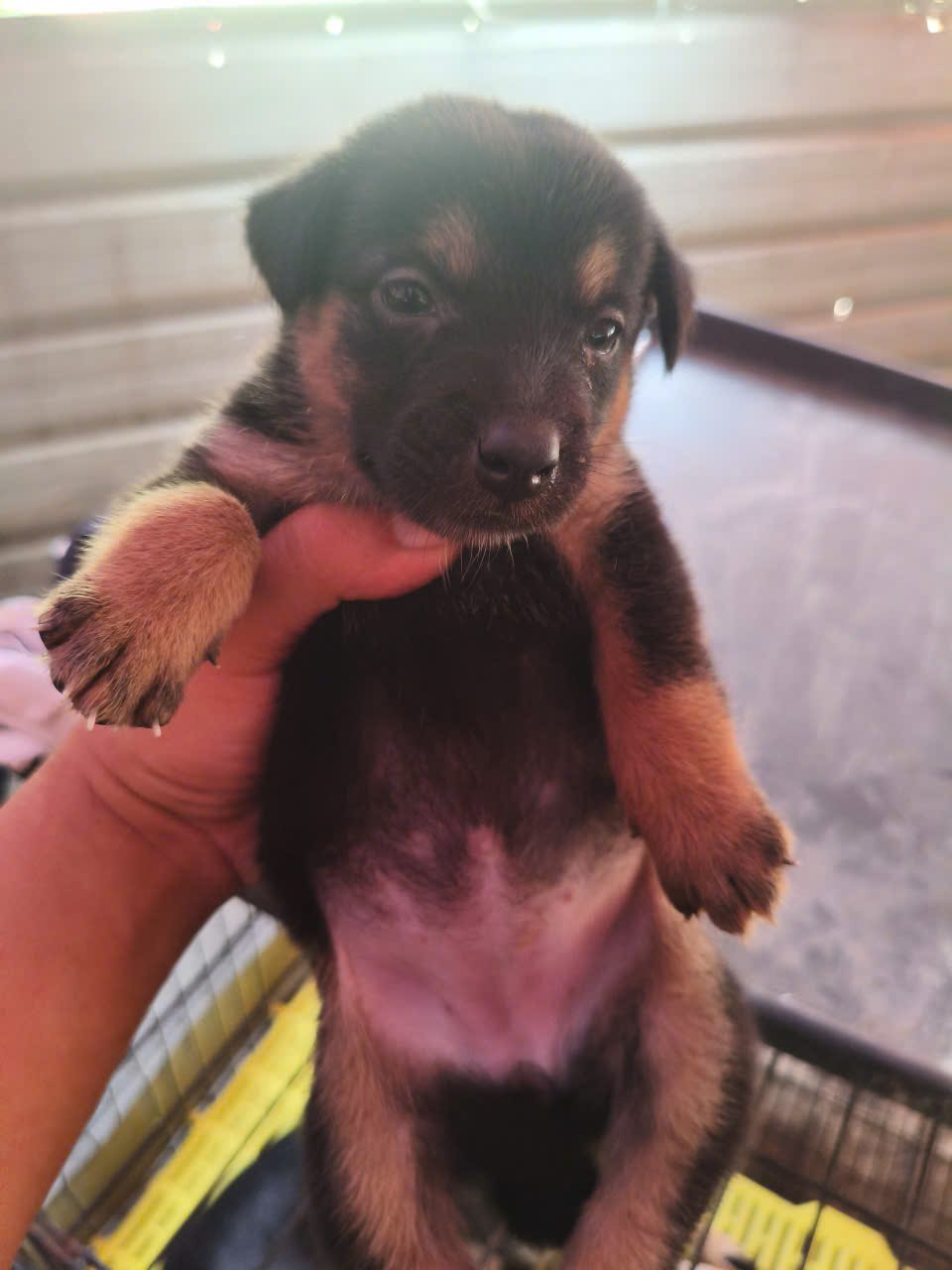 Sara