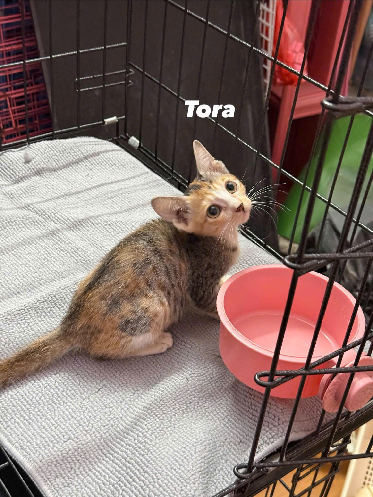 Tora