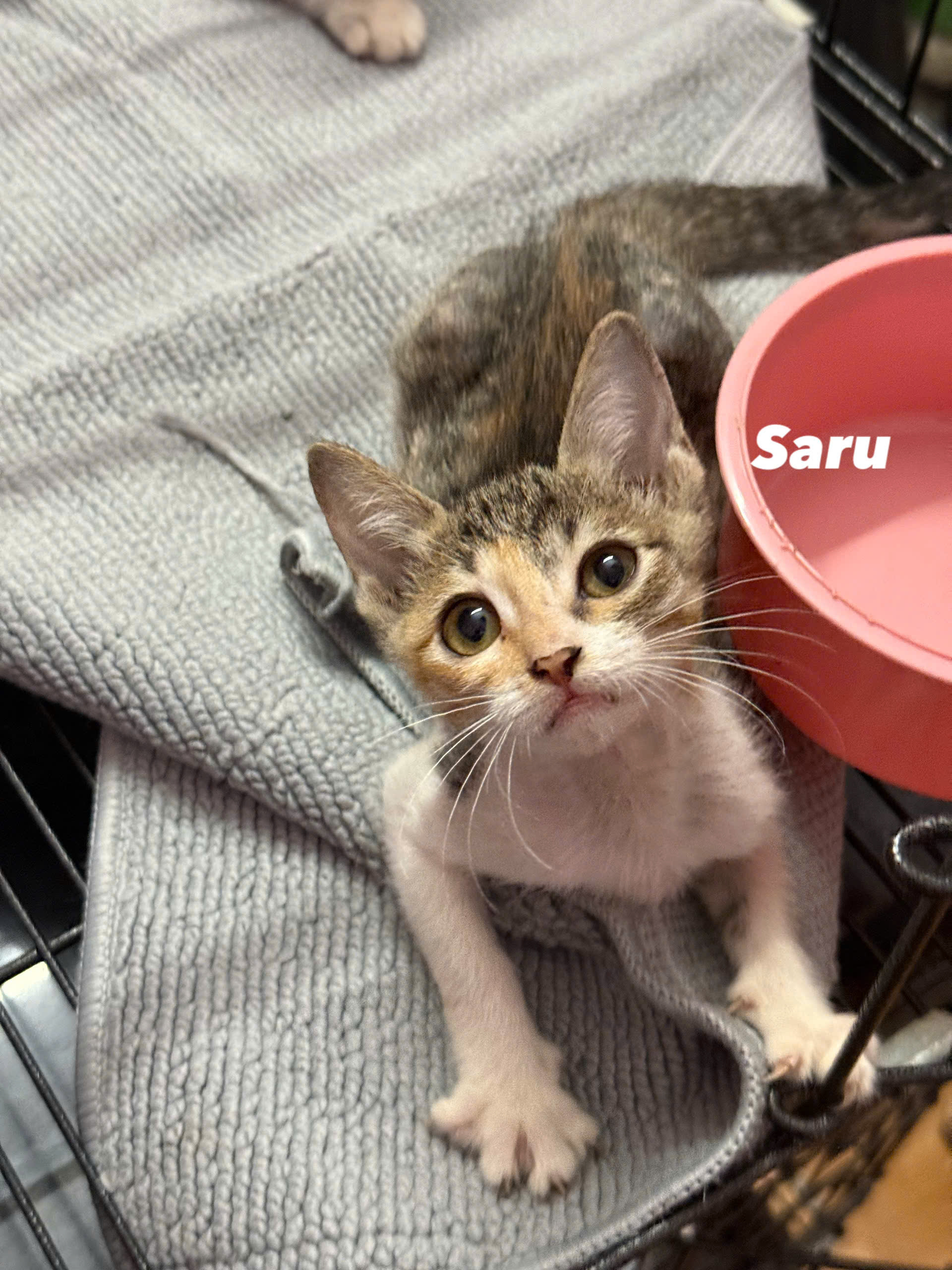 Saru