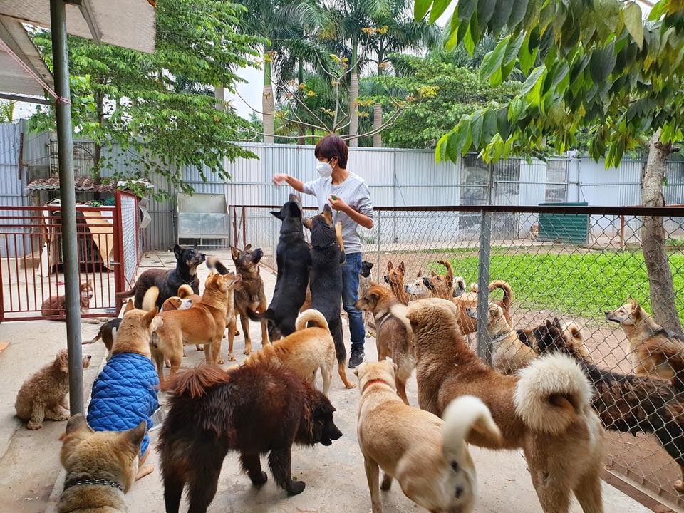 Những chú chó cần được nhận nuôi!