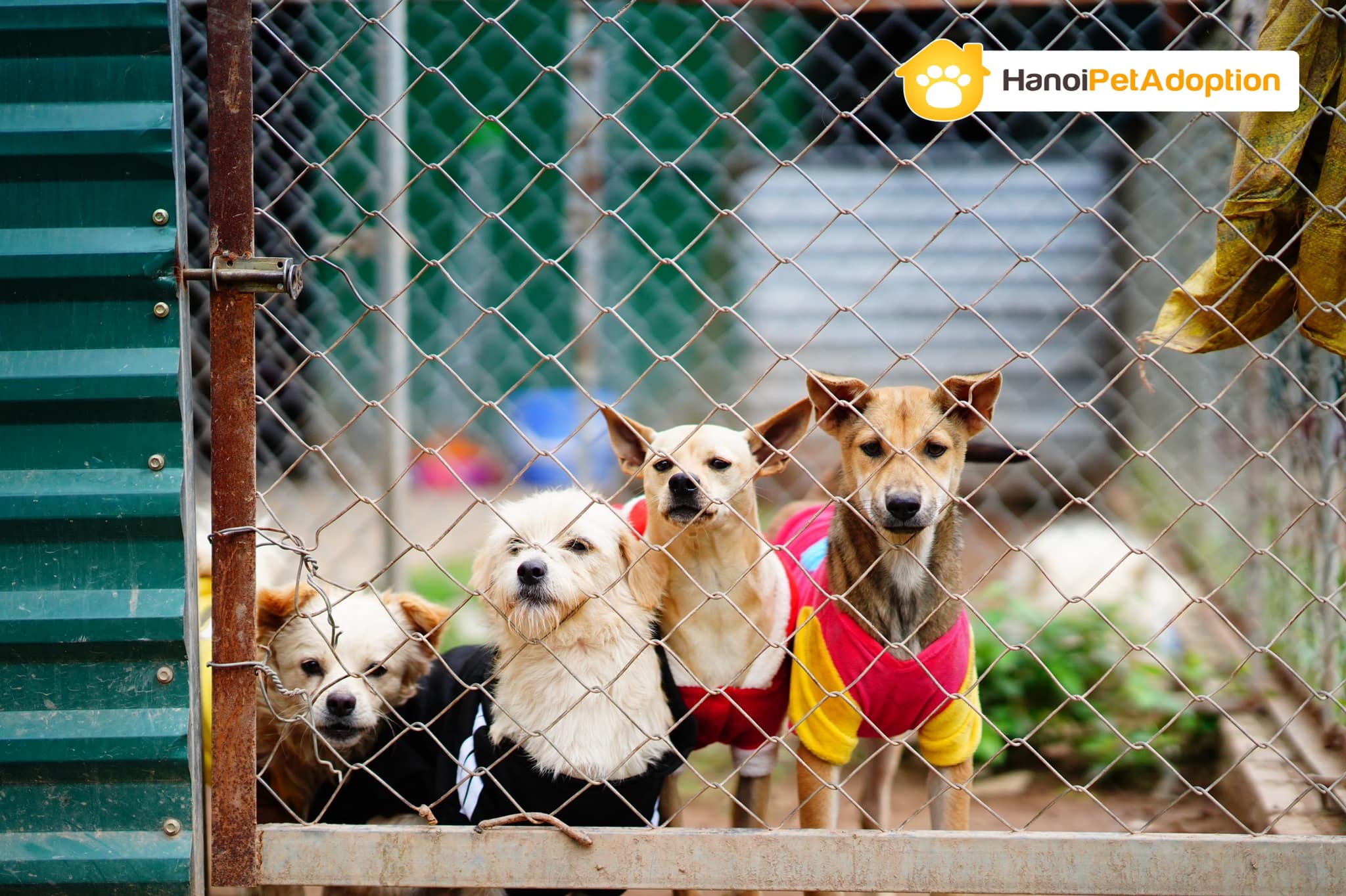 Dogs need to be adopted - HPA
