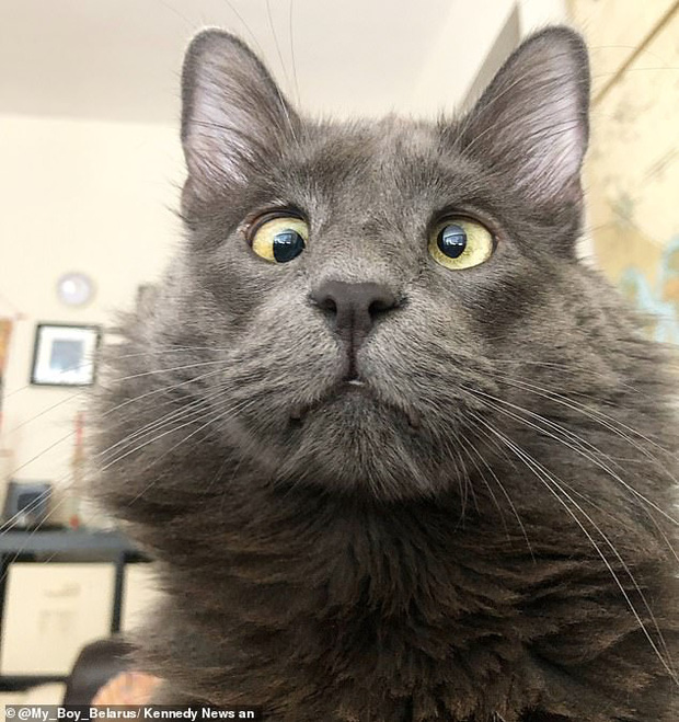 Favorite hobbies include looking in two directions at once’: Cross-eyed rescue cat Belarus earns thousands of dollars for animal charities with his adorable goofy look
