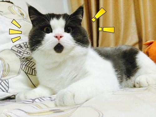 10 Unusual Things You Probably Didn't Know About Cats
