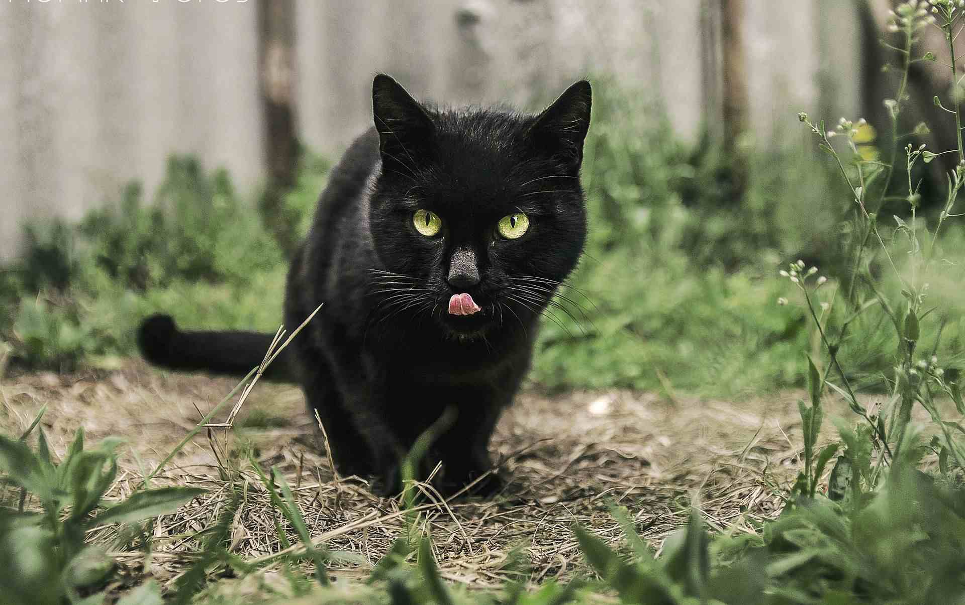 Changing Attitudes about Black Cats