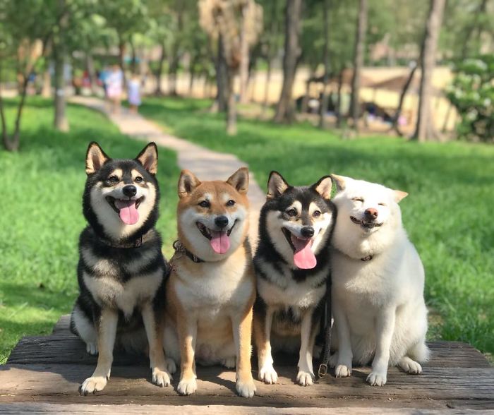 ‘We All Have This Friend’: Shiba Inu Goes Viral For Constantly Ruining Group Pics